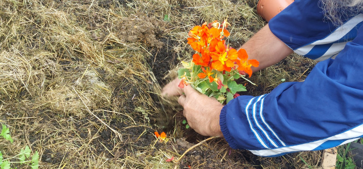 Du monde pour planter les capucines